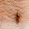 Binnen hoeveel uur moet je een teek verwijderen om de ziekte van Lyme te voorkomen