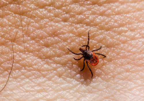 Binnen hoeveel uur moet je een teek verwijderen om de ziekte van Lyme te voorkomen